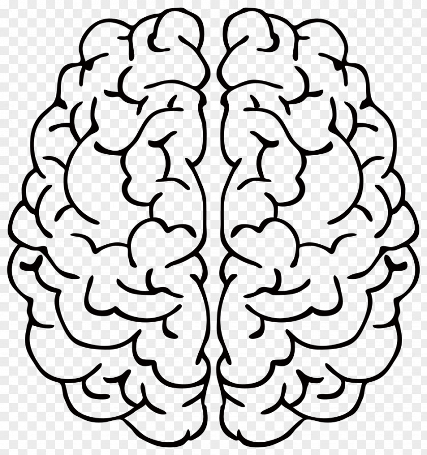 Brain Line Art Drawing Clip PNG