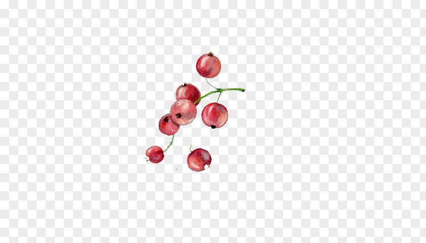 Cherry Fruit Euclidean Vector Vecteur PNG