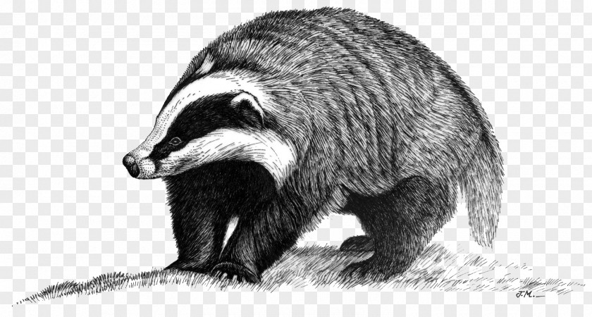 European Badger Raccoon Animal Peguerinos PNG