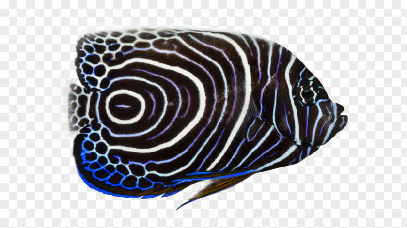 Fish Emperor Angelfish King Tropical Butterflyfishes PNG