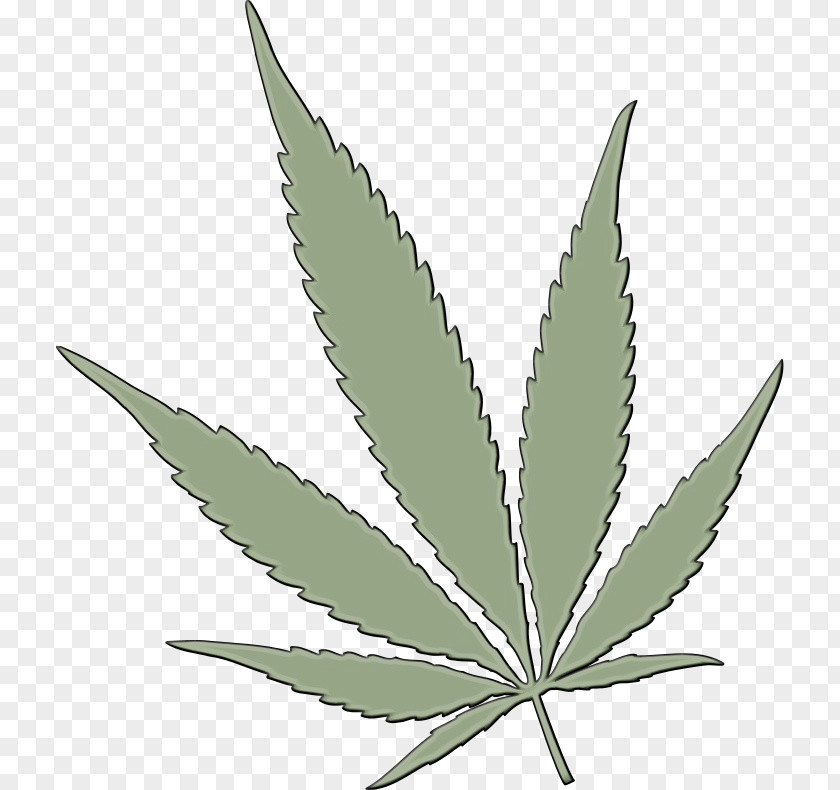 Herbaceous Plant Perennial Cannabis Leaf Background PNG