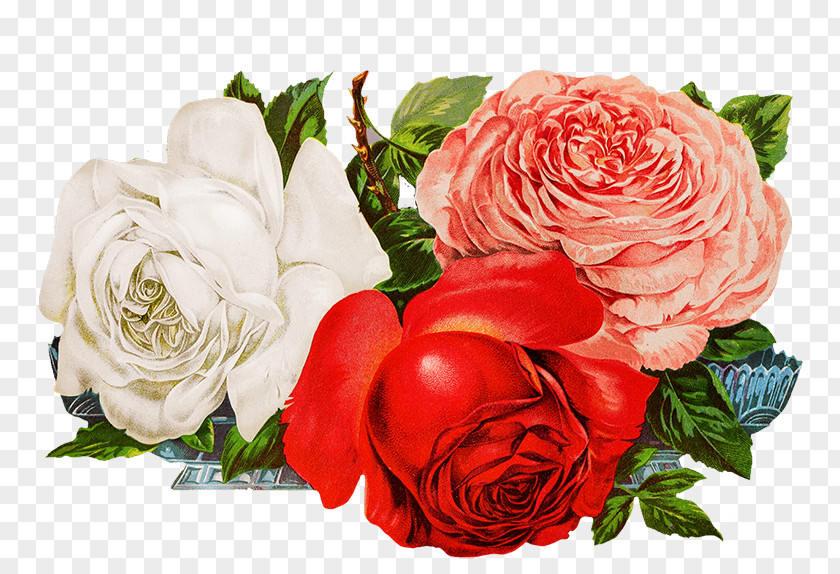 Flower Garden Roses Cabbage Rose Cut Flowers Floral Design Digital Scrapbooking PNG