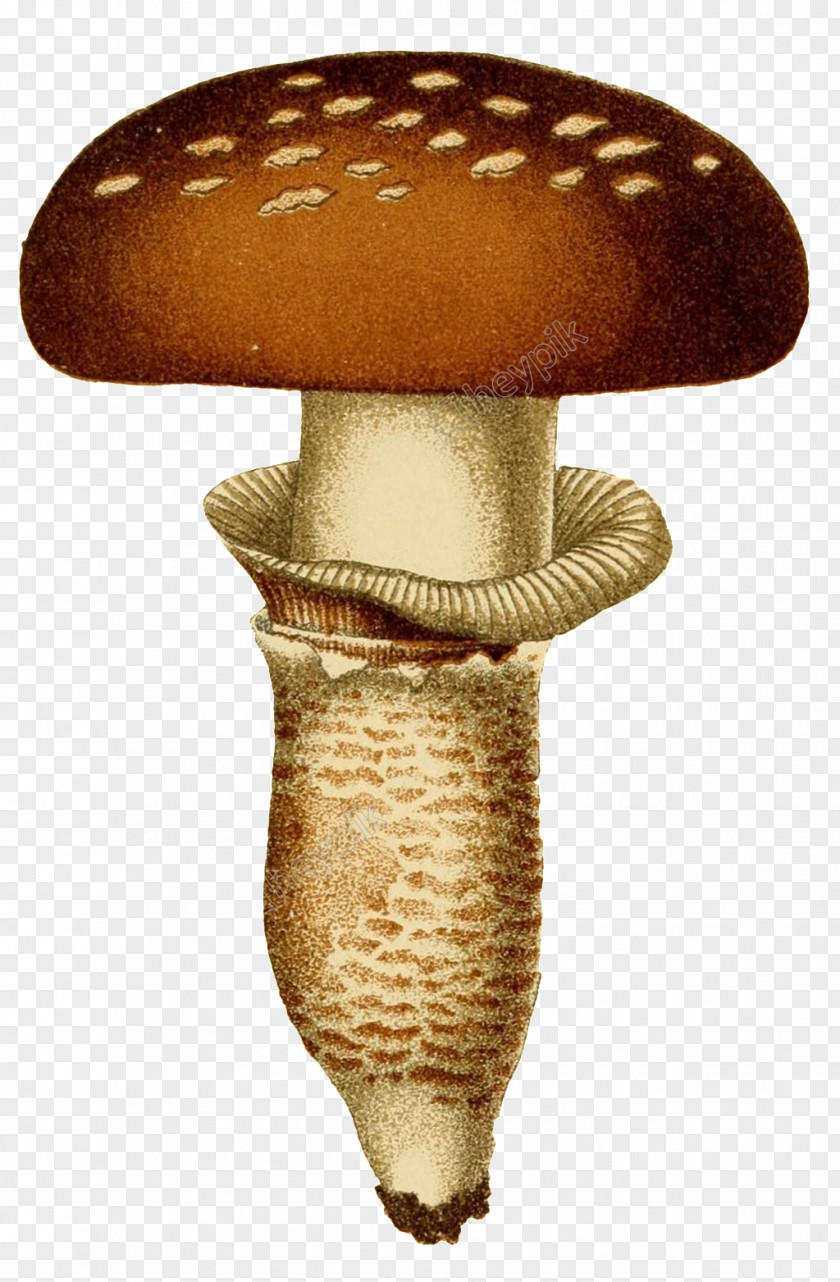 Mushroom Shiitake Fungus Image PNG