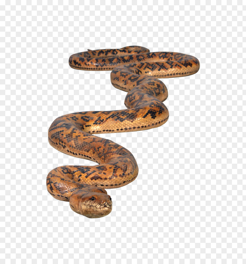 Snake Boa Constrictor Rattlesnake Python Glass Fiber PNG