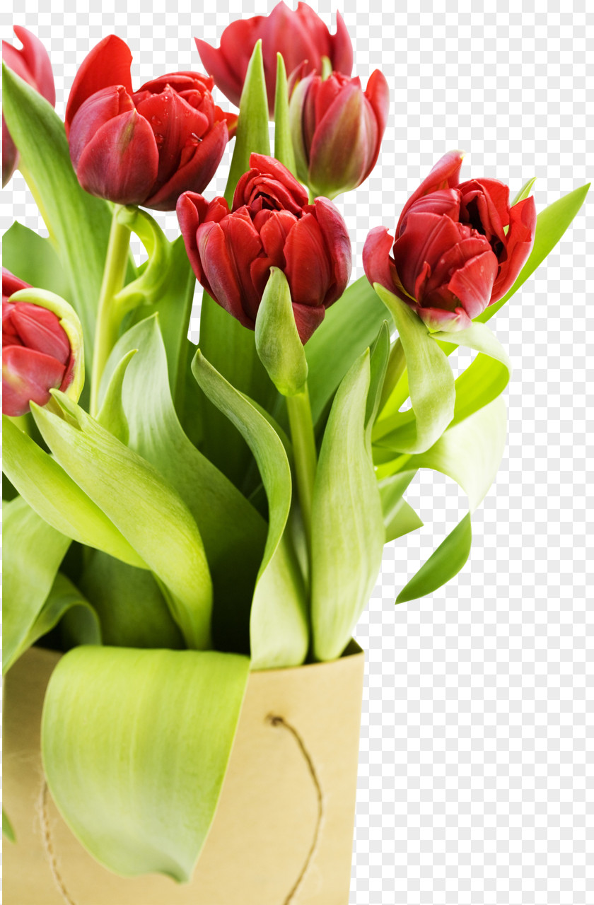 Tulip Desktop Wallpaper High-definition Video Flower 1080p Display Resolution PNG