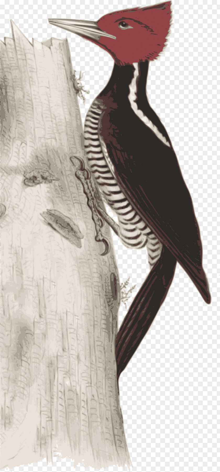 Bird Woodpecker Illustration Image Art PNG