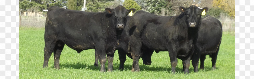 Bull Calf Dairy Cattle Domestic Yak PNG