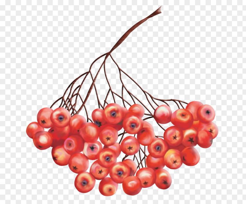 Hippophae Border Rowan Clip Art Drawing Berries PNG