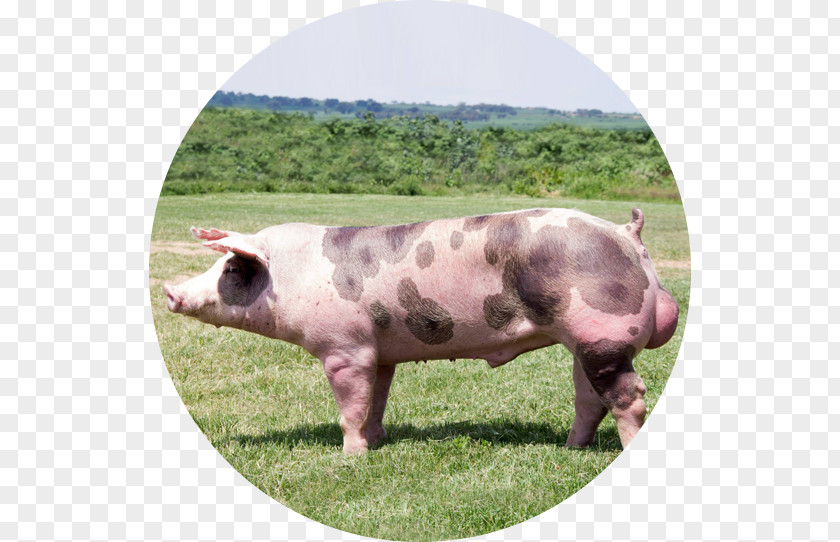 Pig Domestic Pork Pasture Charolais Cattle PNG