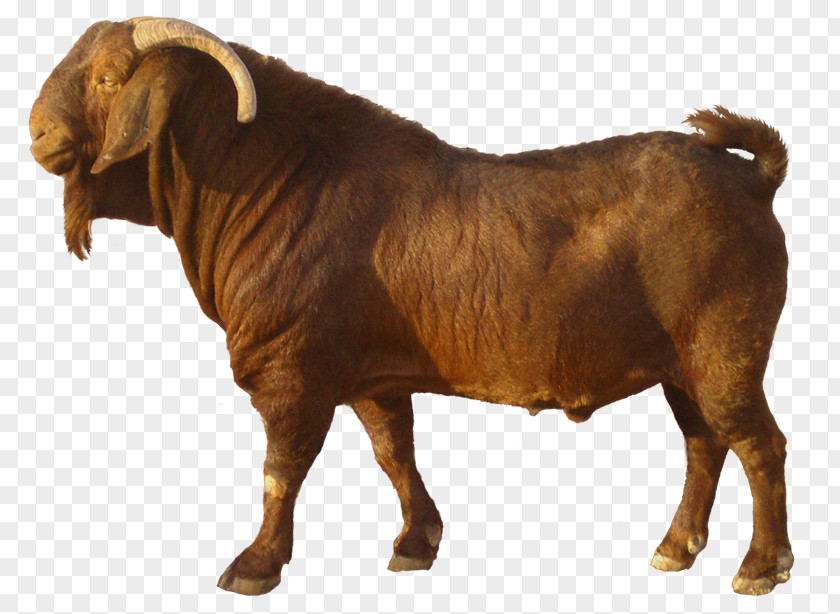 Sheep Boer Goat Jamnapari Kalahari Red Farming Sate Kambing PNG