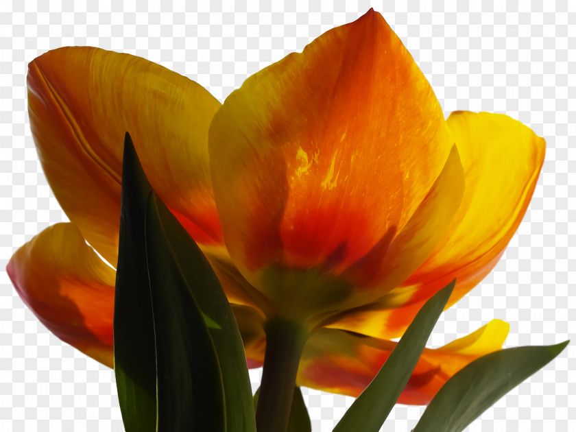 Tulip Plant Stem Petal Bud PNG