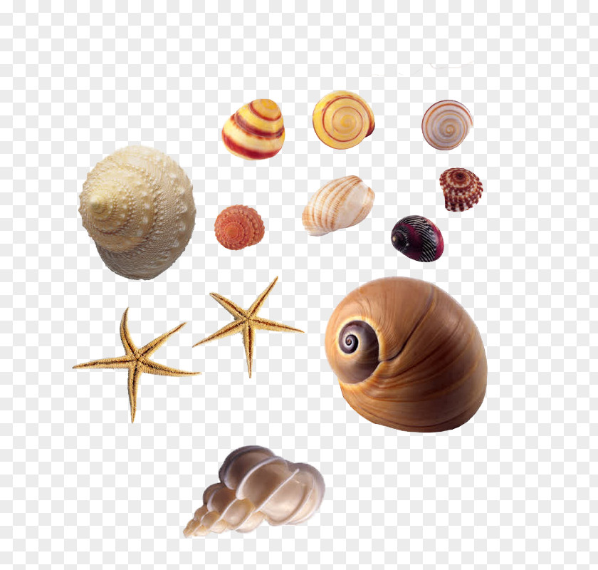 Conch Seashell Animal Sea Snail PNG