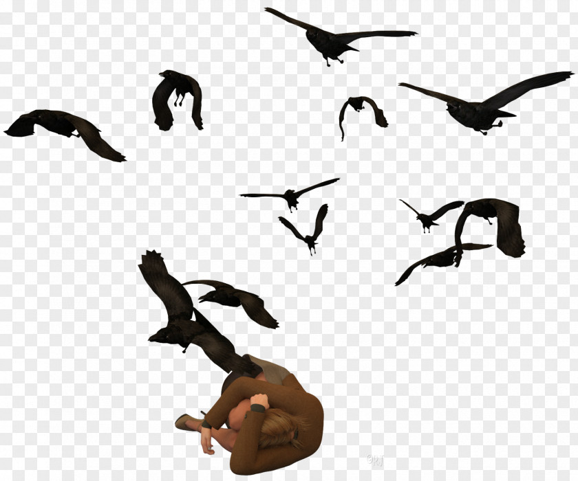 Duck Bird Migration Clip Art Fauna PNG