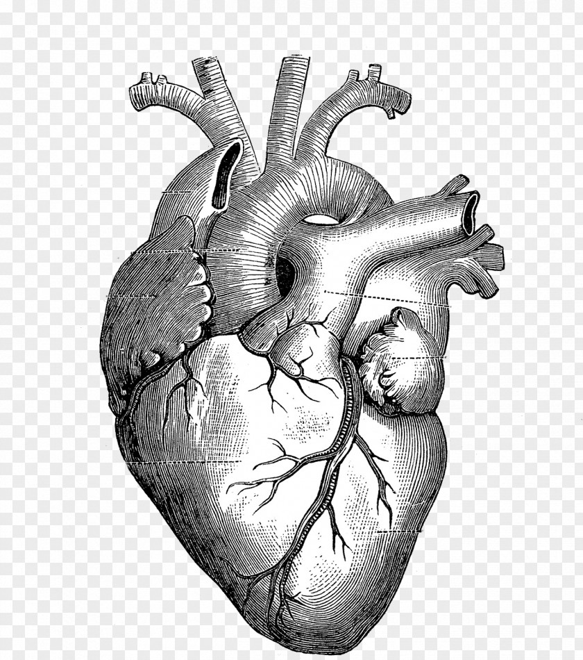 Heart Drawing Anatomy Diagram PNG