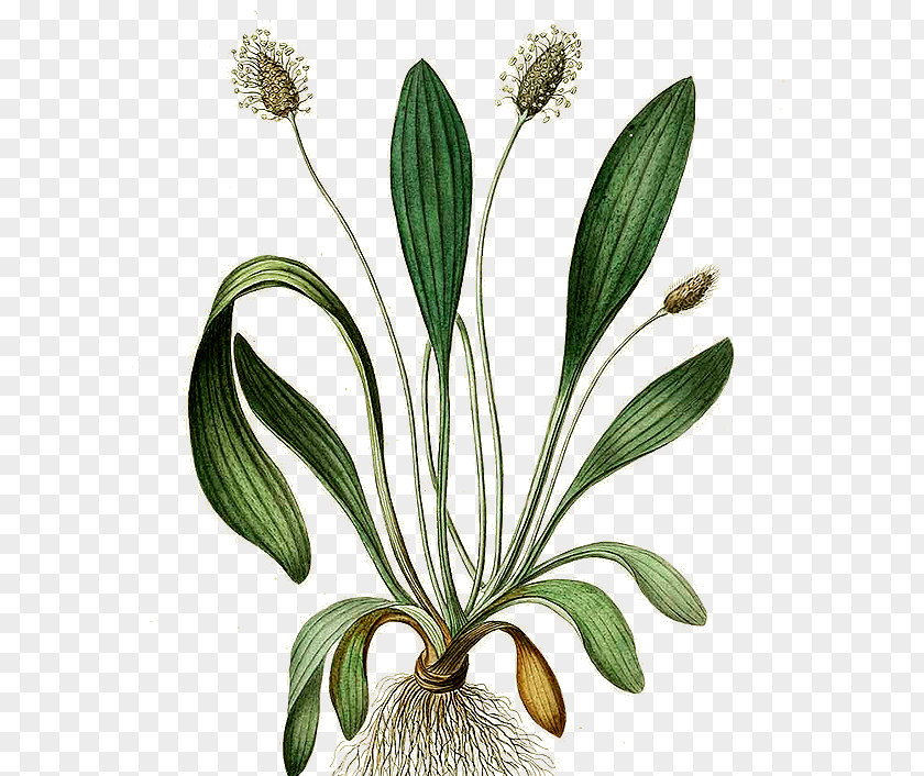 Plant Ribwort Plantain Broadleaf Botany Heilende Kräuter Für Tiere : Pflanzliche Hausmittel Heim- Und Nutztiere PNG
