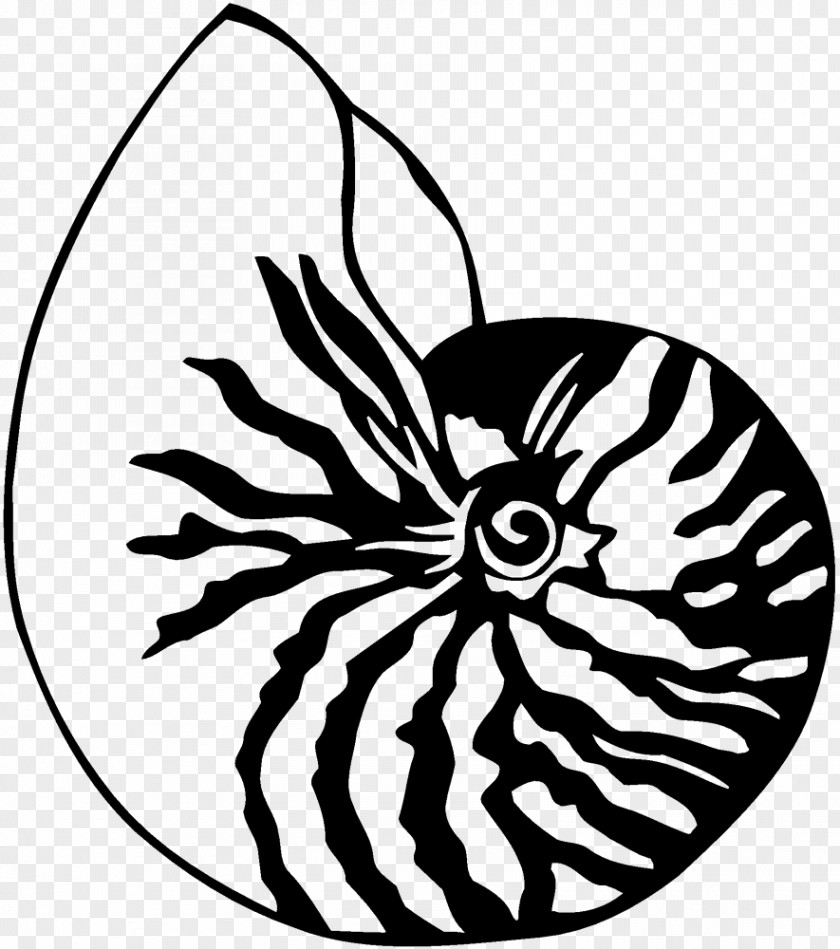 SEA SHELL Drawing Seashell Chambered Nautilus Clip Art PNG