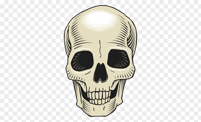 Skulls Skull Bone Drawing PNG
