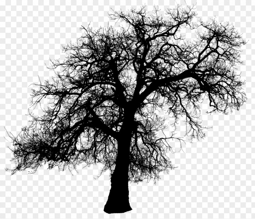 Trees Silhouette Tree Clip Art PNG
