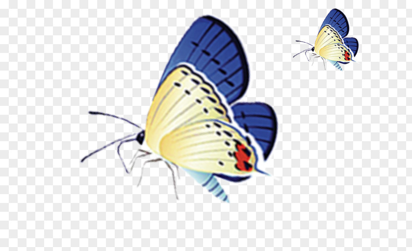 Butterfly Lycaenidae Moth PNG