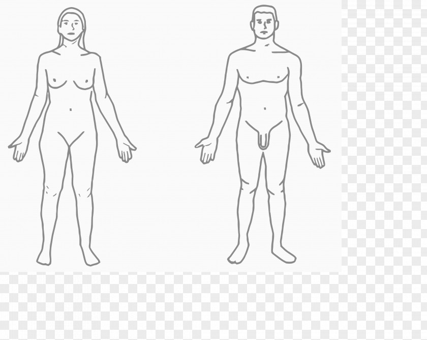 Arm Human Body Female Shape Hip PNG