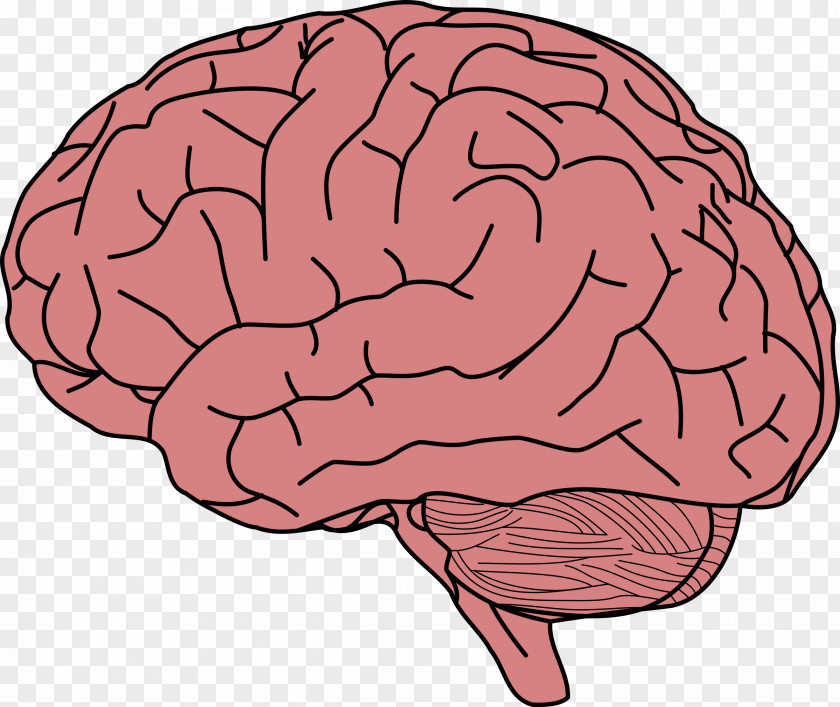 Brain Human Memory Clip Art PNG