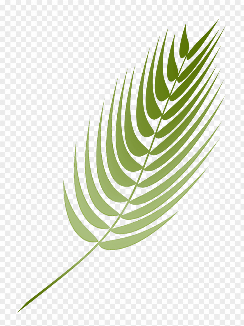 Feather PNG