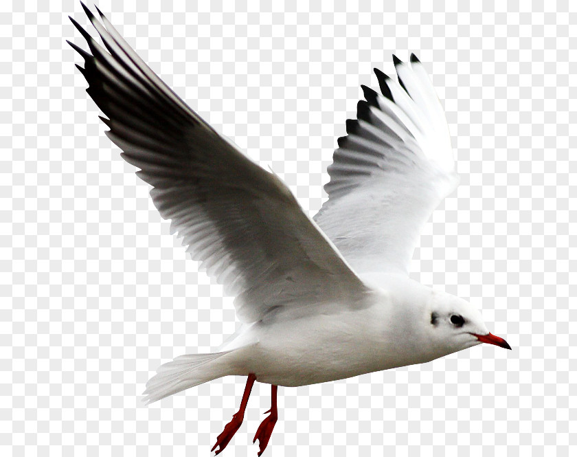 Gull Vimeo, LLC Computer File PNG