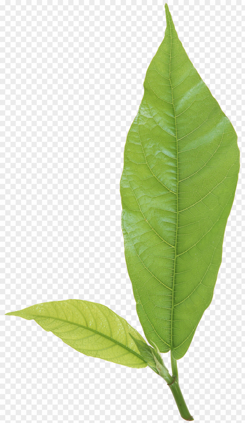 Leaf Plant Stem Branch PNG