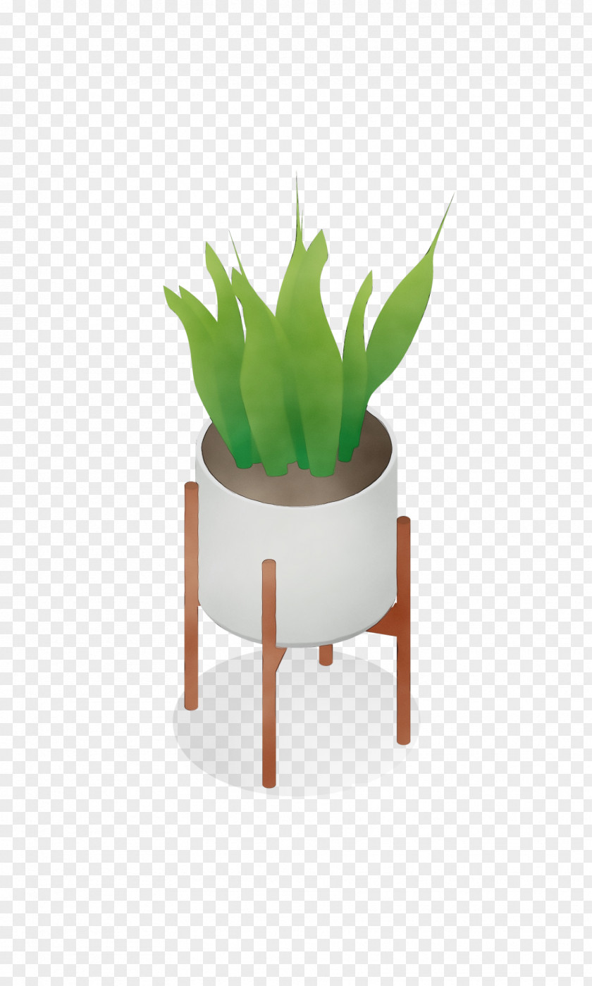 Cactus PNG