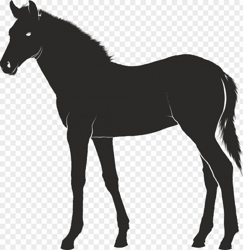 Carousel Horse Vector Foal Konik Pony PNG