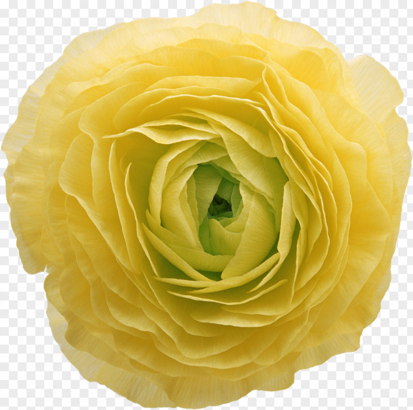 Flower Color Yellow Garden Roses Clip Art PNG