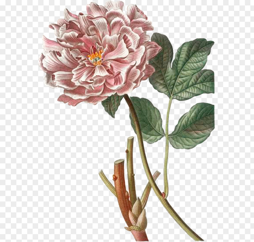Plant Cabbage Rose Garden Roses Fiddle-leaf Fig Common PNG