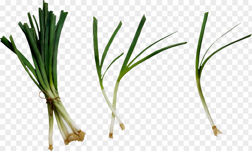 Sweet Grass Commodity Plant Stem Plants PNG