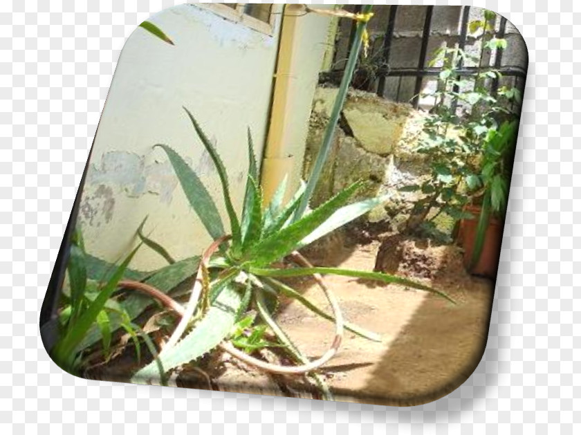 Aloe Vera Planta Plant Flora Tree Flowerpot PNG