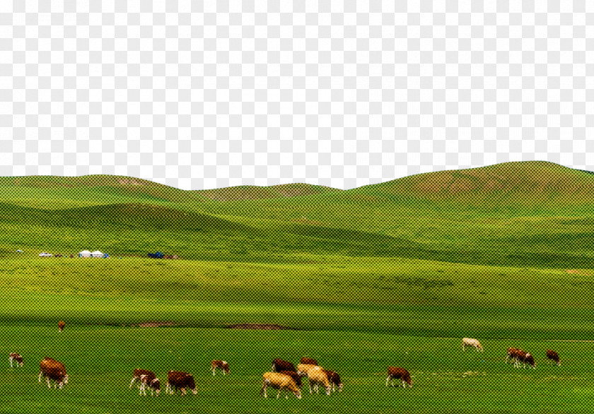 Grassland Sheep Steppe Grazing Meadow PNG