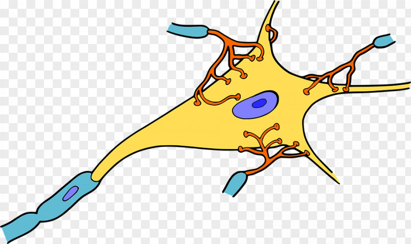Neurons Neuron Biology Synapse Dendrite Clip Art PNG