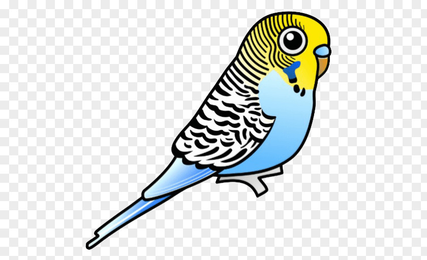 Parrot Budgerigar Bird Parakeet Clip Art PNG