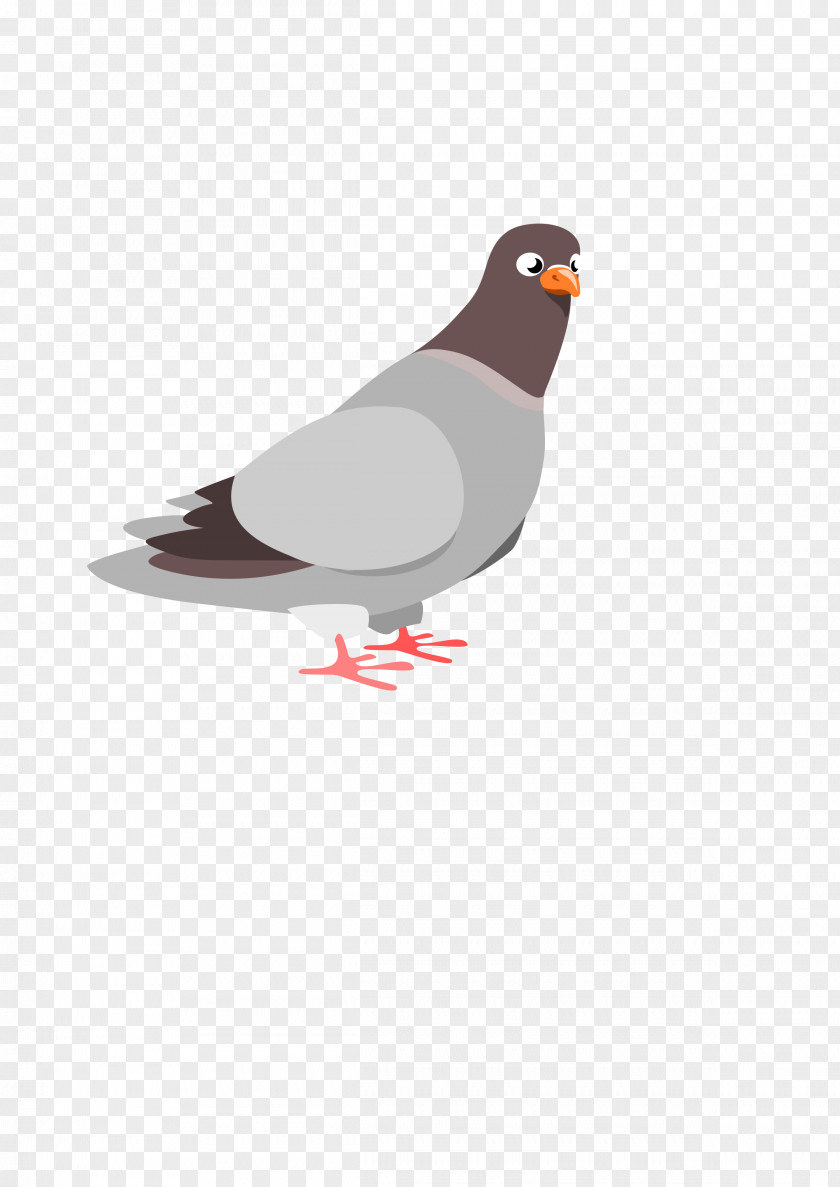 Pigeon Columbidae Domestic Squab Clip Art PNG