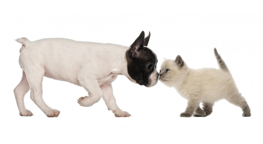 Puppy Bulldog British Shorthair Kitten Dog–cat Relationship PNG