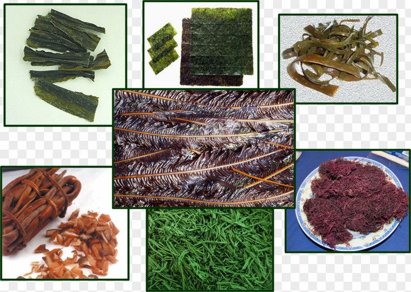 Tsukudani Algae Edible Seaweed Protist Kombu PNG