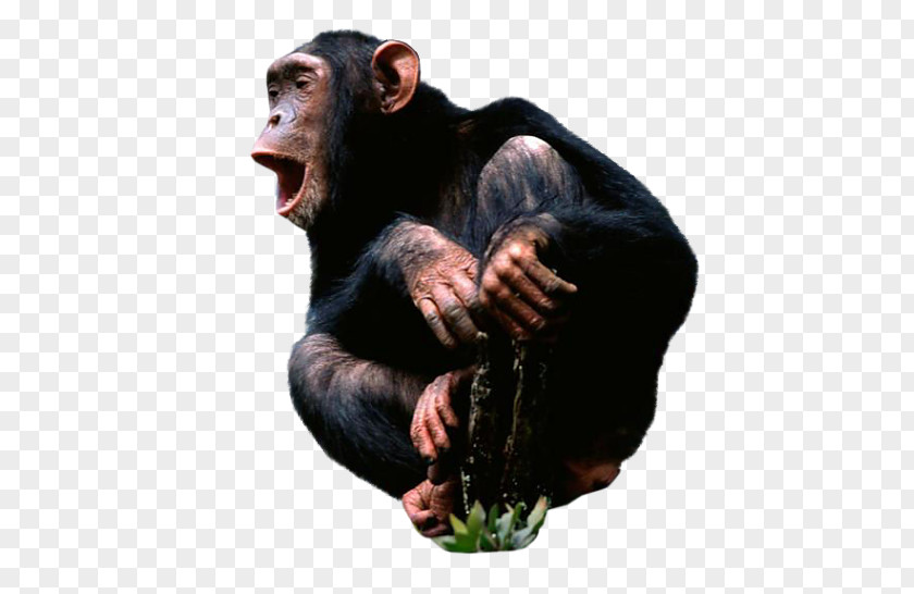 Chimpanzee Common Desktop Wallpaper Monkey PNG
