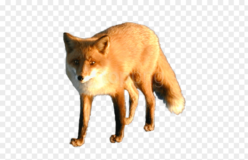 Fox Red Image Dhole PNG