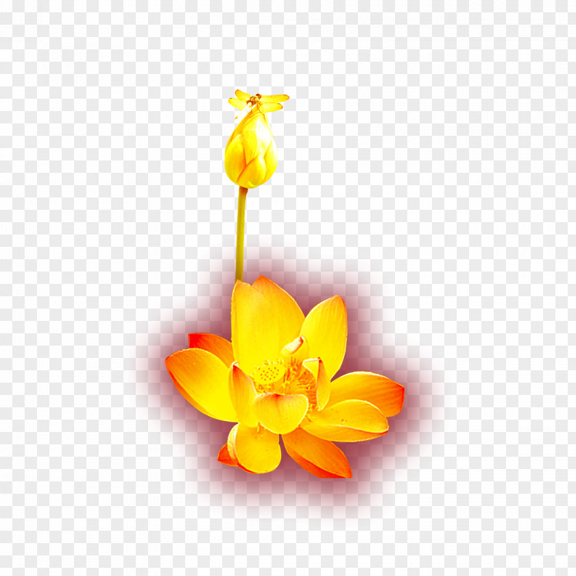 Golden Lotus Gold Yellow Icon PNG