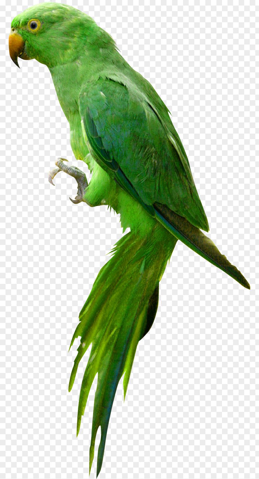 Indian Parrot Image Bird PNG