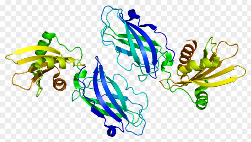 Planar Virus Cell Bodies AP2B1 AP2 Adaptor Complex Clathrin Protein AP1M2 PNG