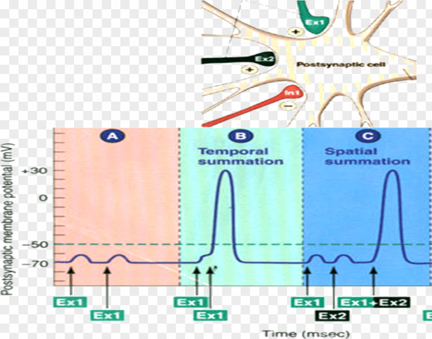 Postsynaptic Potential Excitatory Action Neuron Membrane PNG