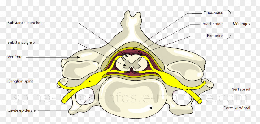 Spina Bifida Meninges Spinal Cord Vertebral Column Central Nervous System PNG