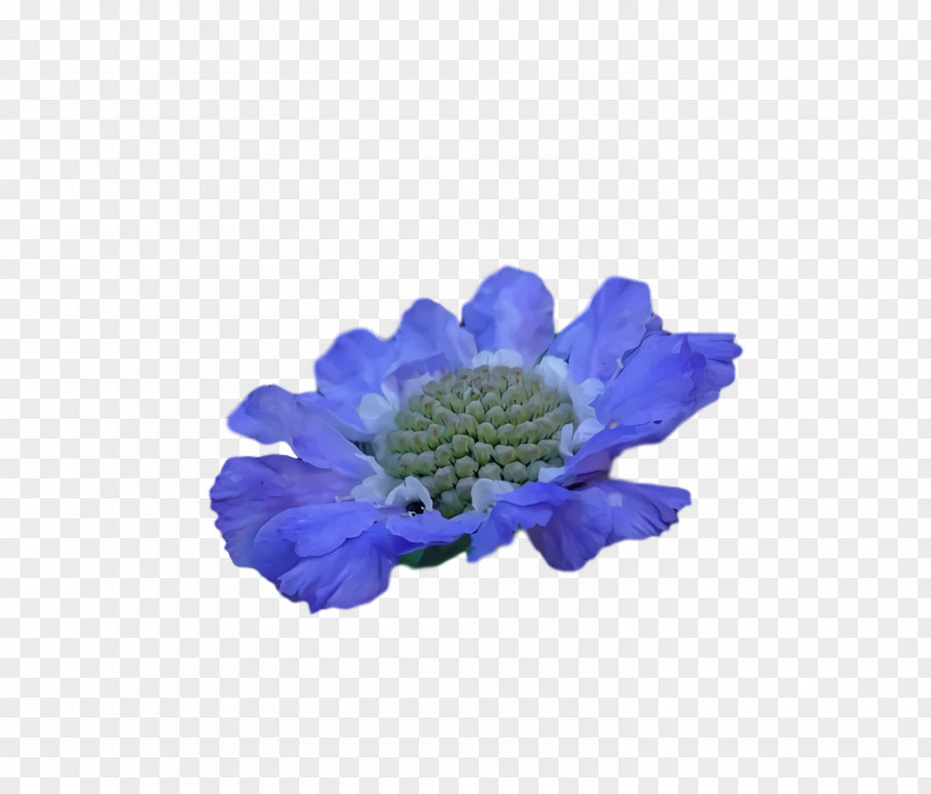 Anemone Chrysanthemum PNG