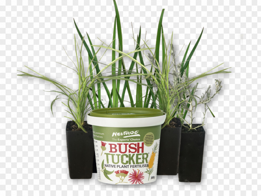 Chilli Plant Flowerpot Grasses Herb PNG