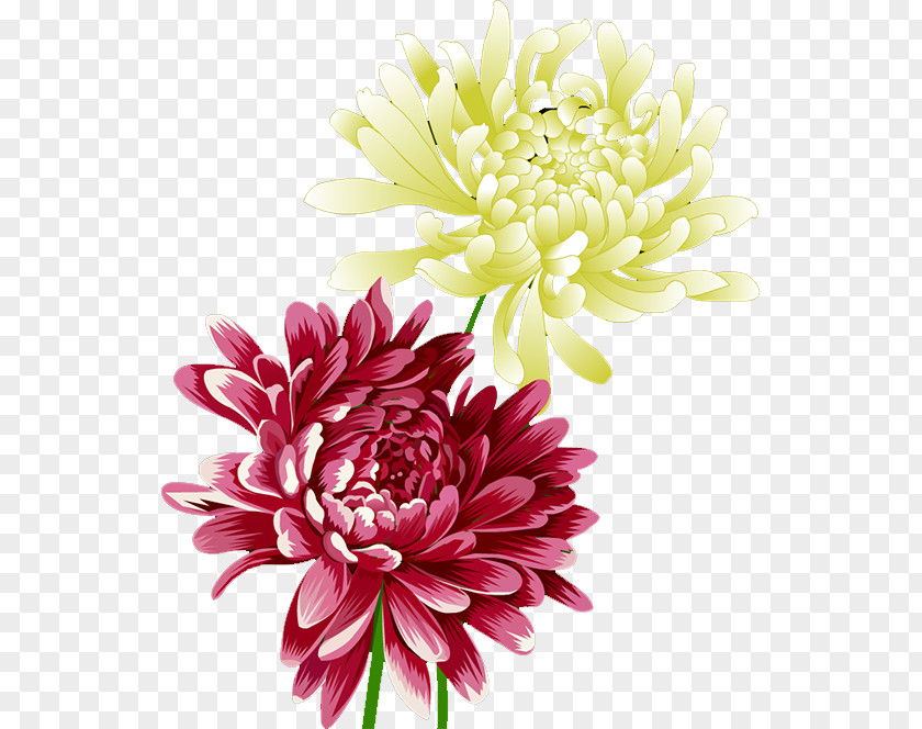 Chrysanthemum Dahlia Flower PNG